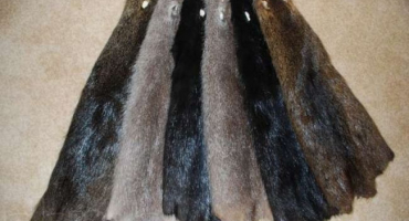 Jak na pleť nutrie: možnosti pro doma